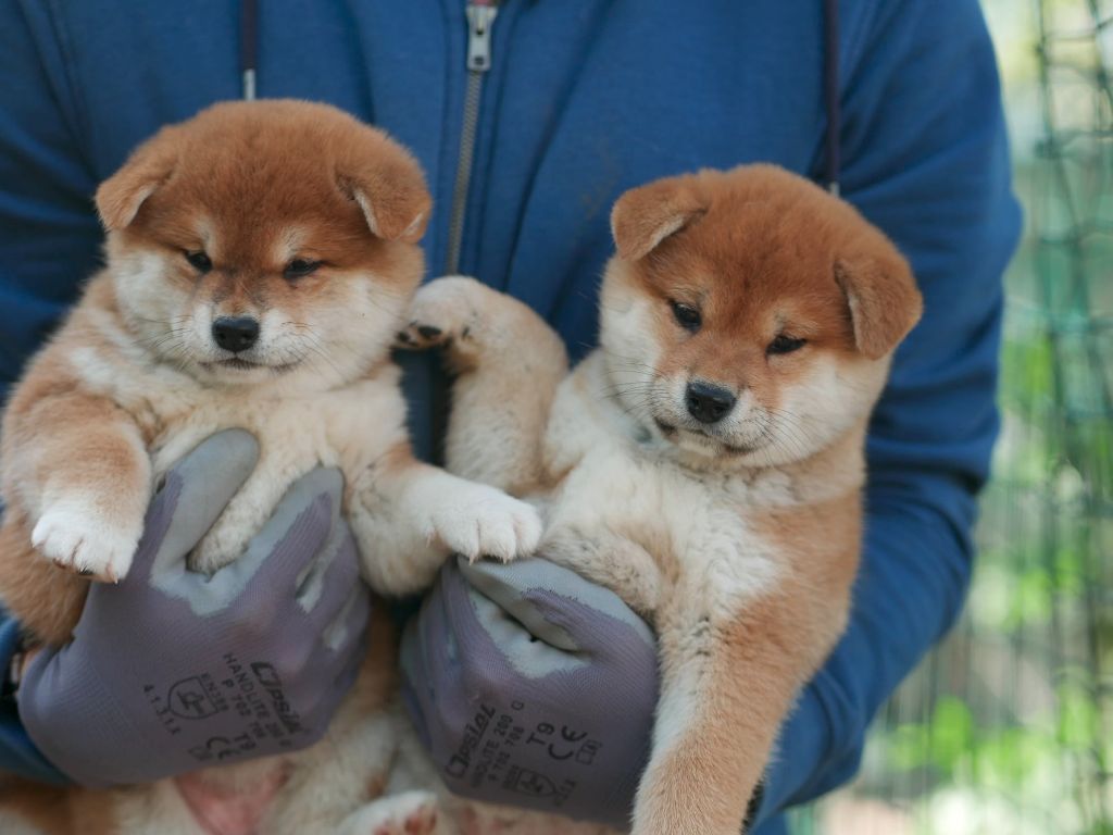 Chiot Shiba Des Roses De Charlemagne