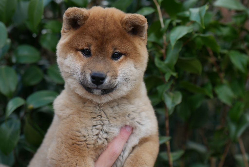 Chiot Shiba Des Roses De Charlemagne