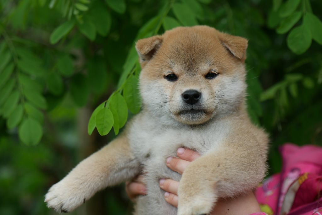 Des Roses De Charlemagne - Chiots disponibles - Shiba