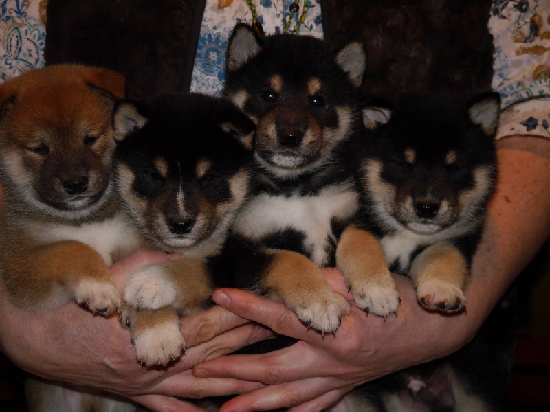 Chiot Shiba Des Roses De Charlemagne