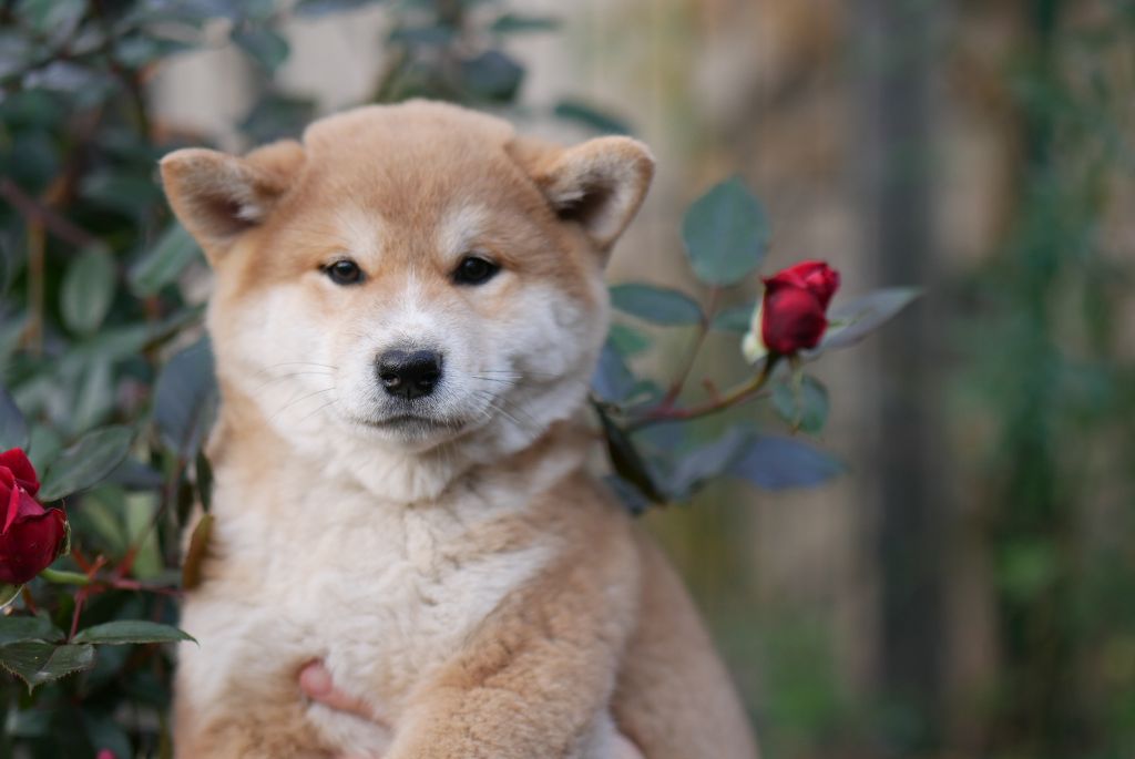 Des Roses De Charlemagne - Chiots disponibles - Shiba