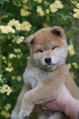 Chiot N°3