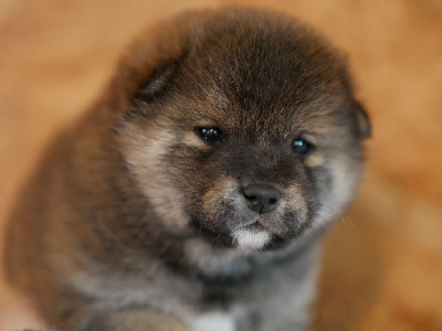 CHIOT 1
