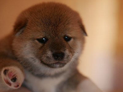 CHIOT 3