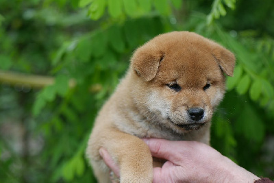 CHIOT 1