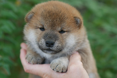 CHIOT 3