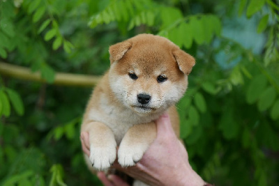 CHIOT 3