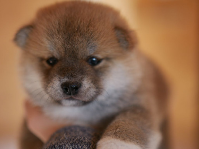 CHIOT 2