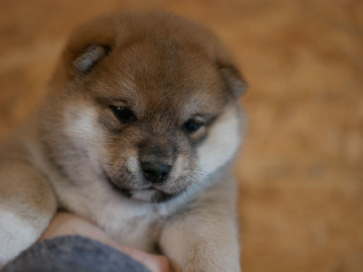 CHIOT 4