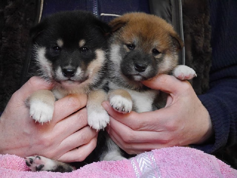 Chiot Shiba Des Roses De Charlemagne