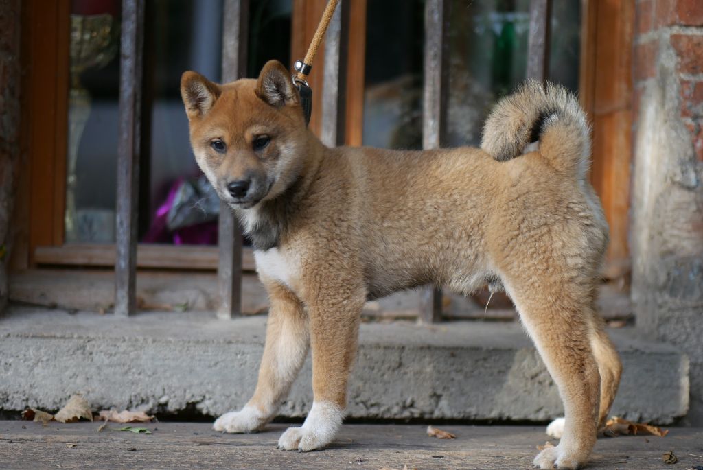 Des Roses De Charlemagne - Chiots disponibles - Shiba
