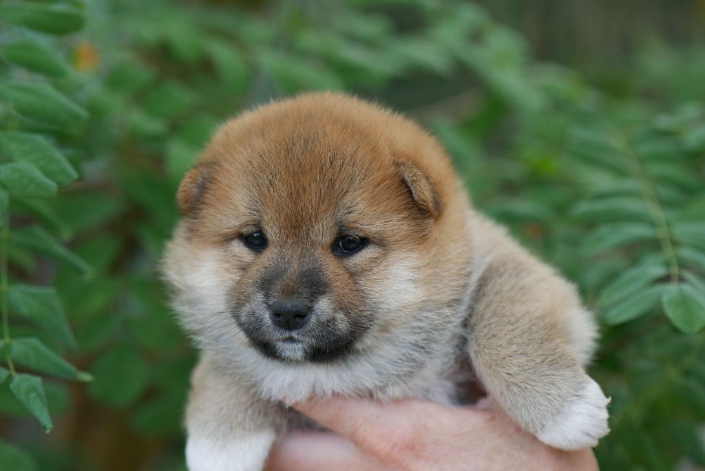 Des Roses De Charlemagne - Chiots disponibles - Shiba