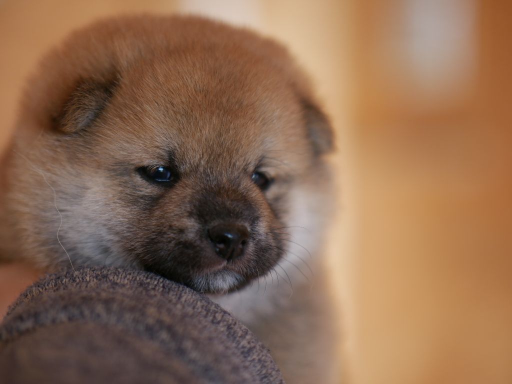 Chiot Shiba Des Roses De Charlemagne