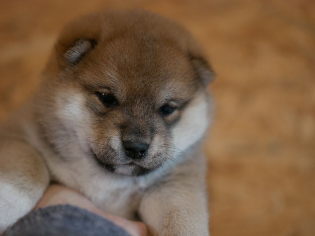 Chiot Shiba Des Roses De Charlemagne