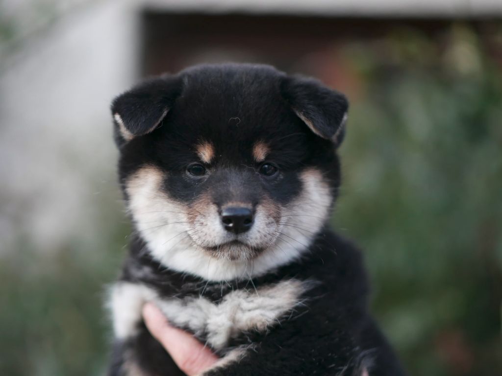 Chiot Shiba Des Roses De Charlemagne