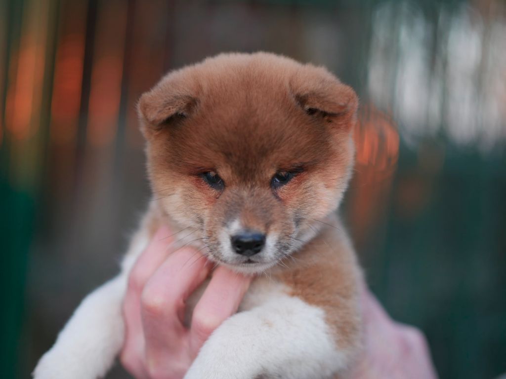 Chiot Shiba Des Roses De Charlemagne