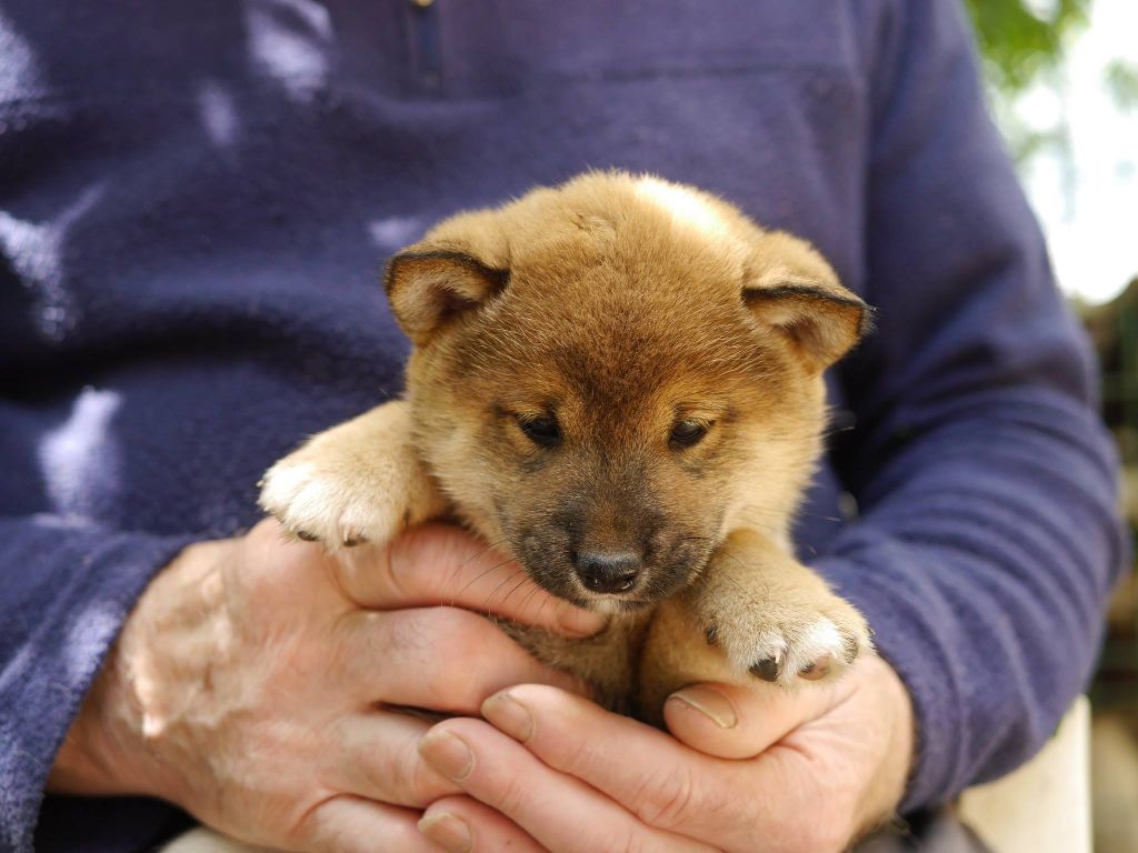 Chiot Shiba Des Roses De Charlemagne