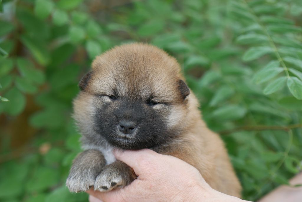 Des Roses De Charlemagne - Chiots disponibles - Shiba