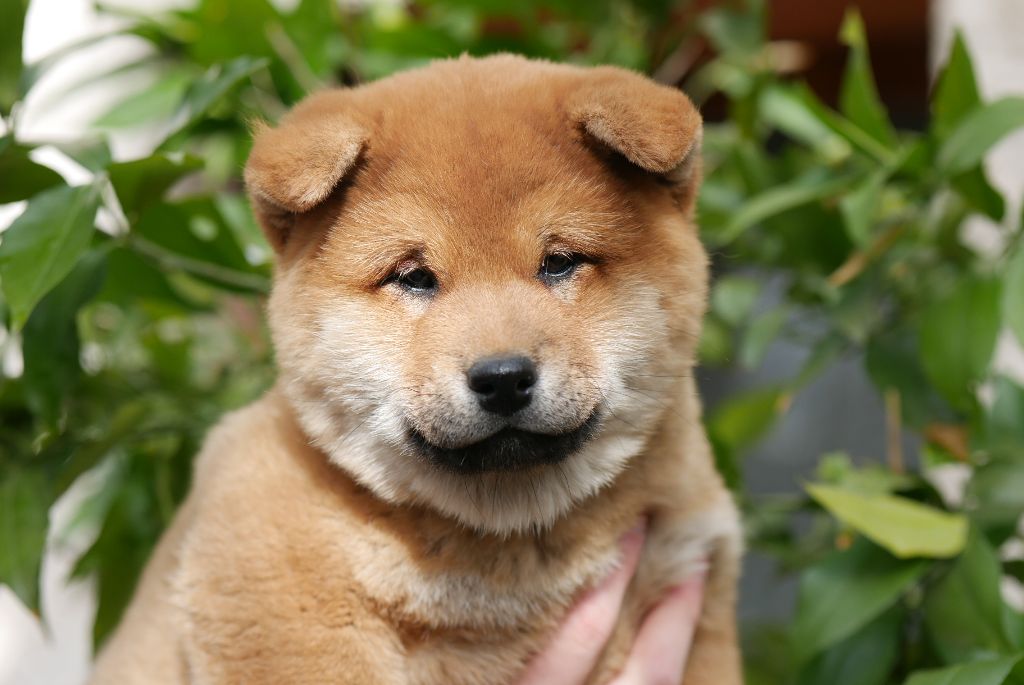 Des Roses De Charlemagne - Chiots disponibles - Shiba