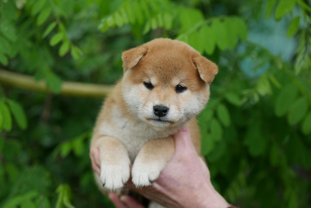 Des Roses De Charlemagne - Chiots disponibles - Shiba