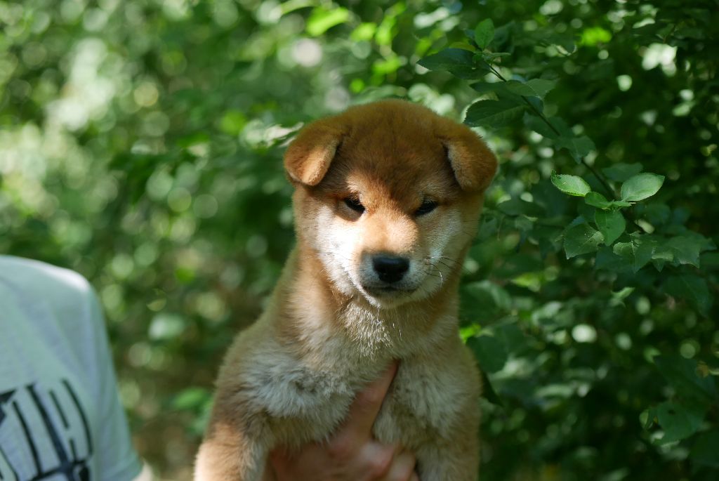 Des Roses De Charlemagne - Chiots disponibles - Shiba