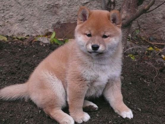 Chiot Shiba Des Roses De Charlemagne