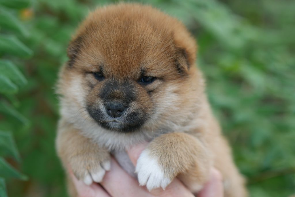 Des Roses De Charlemagne - Chiots disponibles - Shiba
